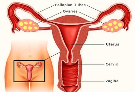 Pregnancy Weeks Pregnant Female Reproductive Organs Image