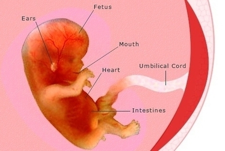 Pregnancy Weeks Pregnant Fetus Development Diagram Image