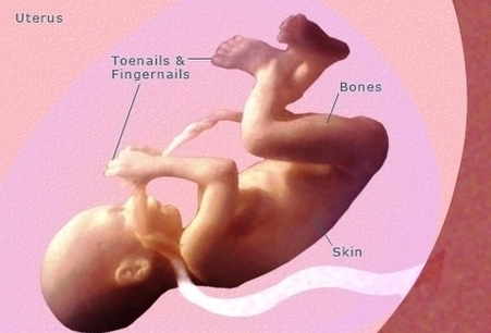Pregnancy Weeks Pregnant Fetus Development Photos Image