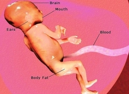 Pregnancy Weeks Pregnant Fetus Development Pic Image