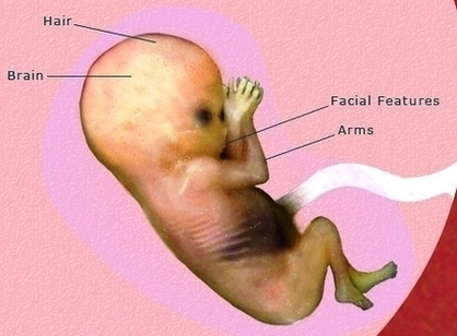 Pregnancy Weeks Pregnant Fetus Development1 Image