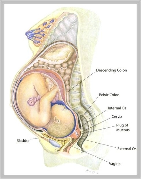 Pregnant Female Anatomy Image
