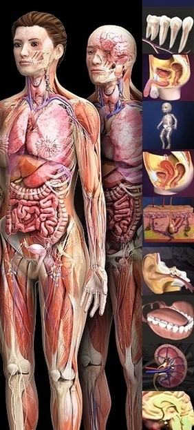 Premier Zygote Human Anatomy Image
