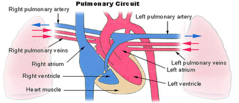 Pulmonary Circuit Diagram Image