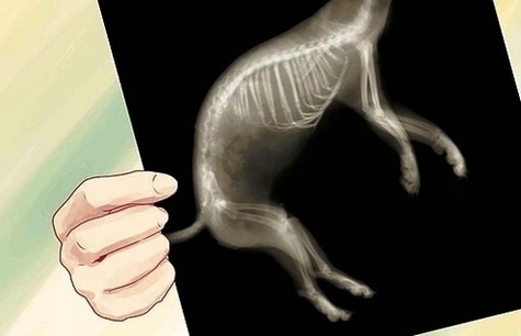 Px Tell If Dog Is Pregnant Step Image