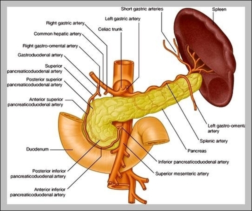 Pylorus Anatomy Image