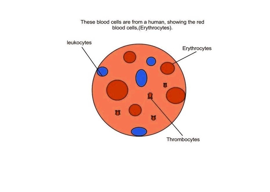 Red Blood Cells Image
