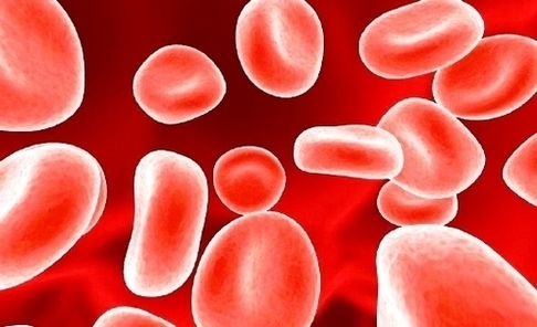 Red Blood Cells1 Image