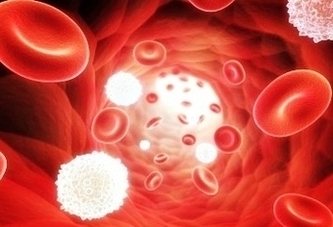 Red White Blood Cells Image