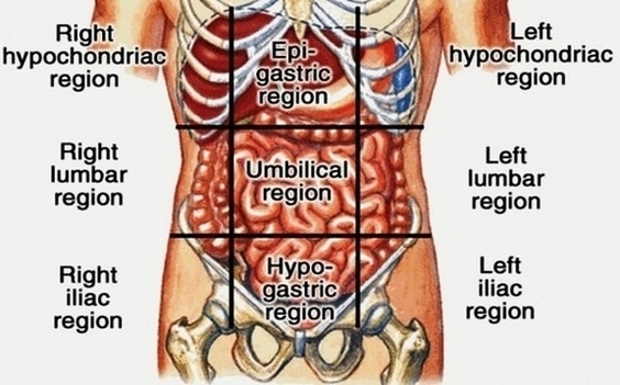 Regions Of Abdominal Area Liver Pain Images Image