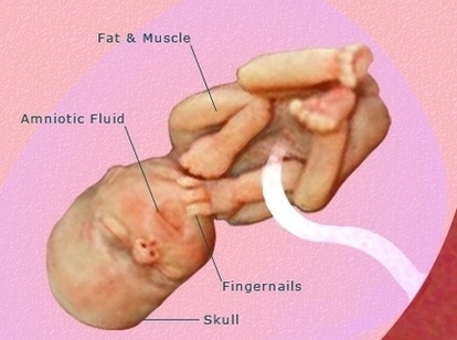 Regnancy Weeks Pregnant Fetus Development Image