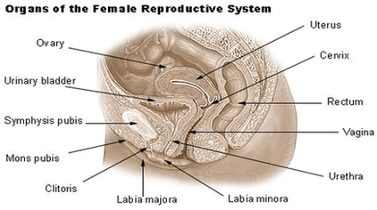 Reproductive Female Diagram Image