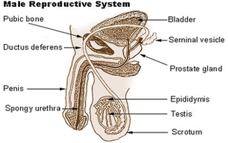 Reproductive Male Diagram Image