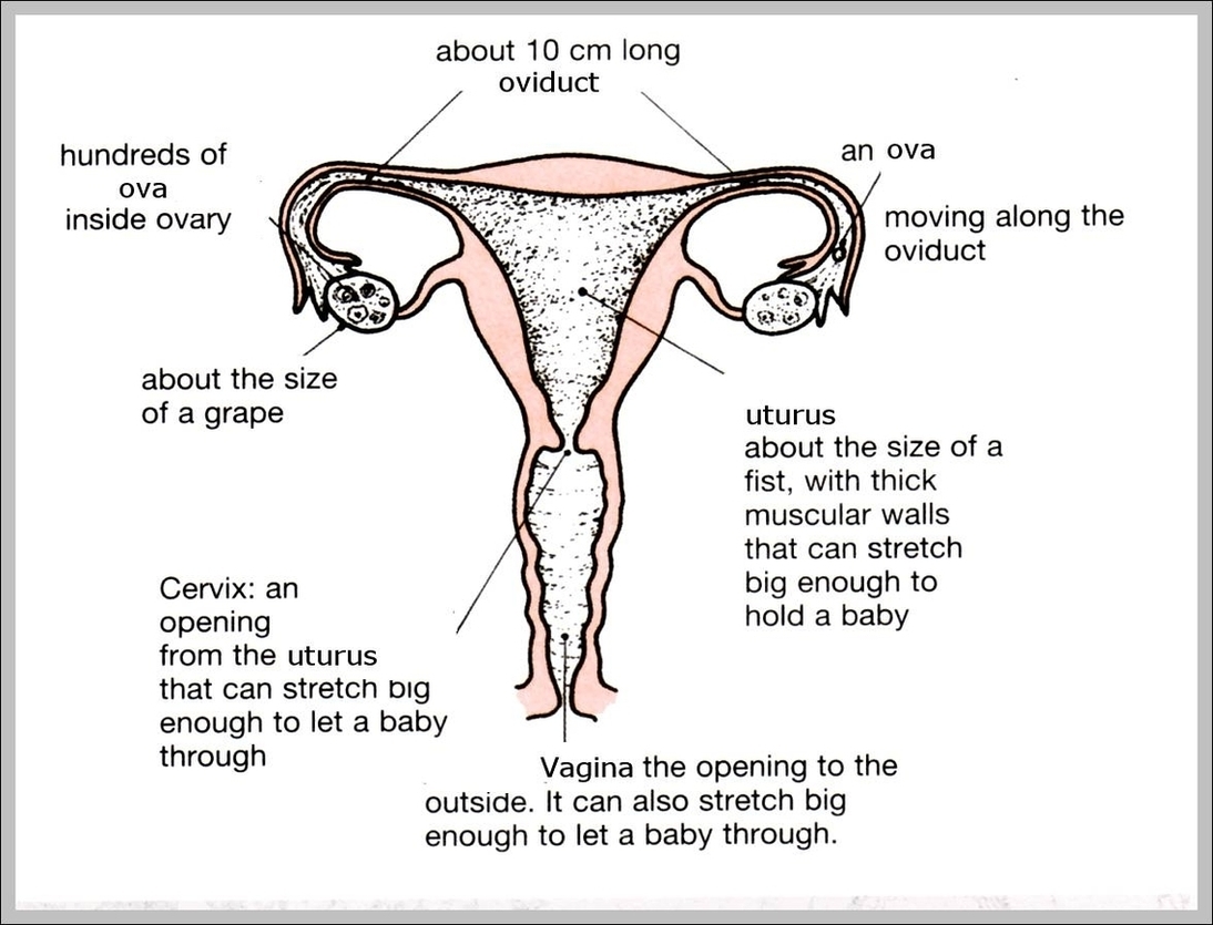 Reproductive Systems Image