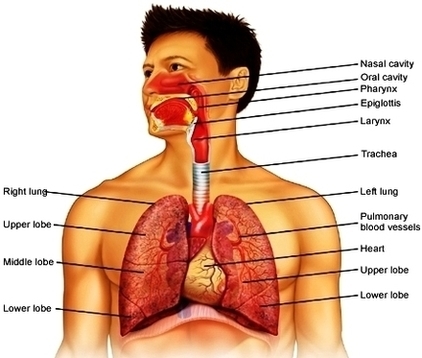 Respiratory Anatomy Image