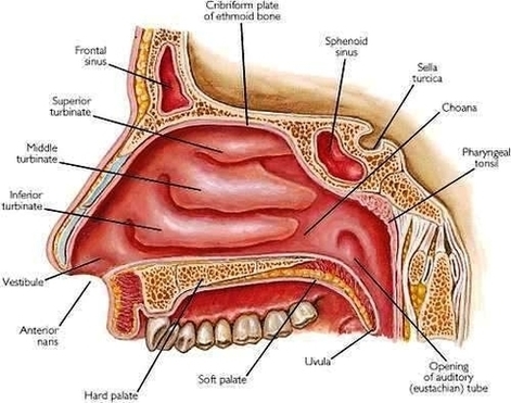 Respiratory System Diagram Nasal Cavity Image