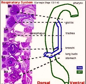 Respiratory System Tract Image