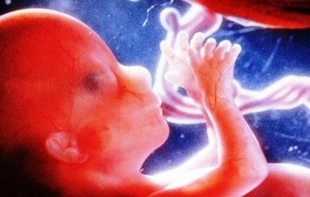 Rinc Of Fetus At Weeks Image Image