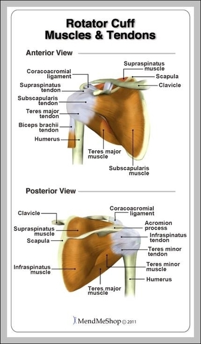 Rotator Cuff Picture Anatomy Image