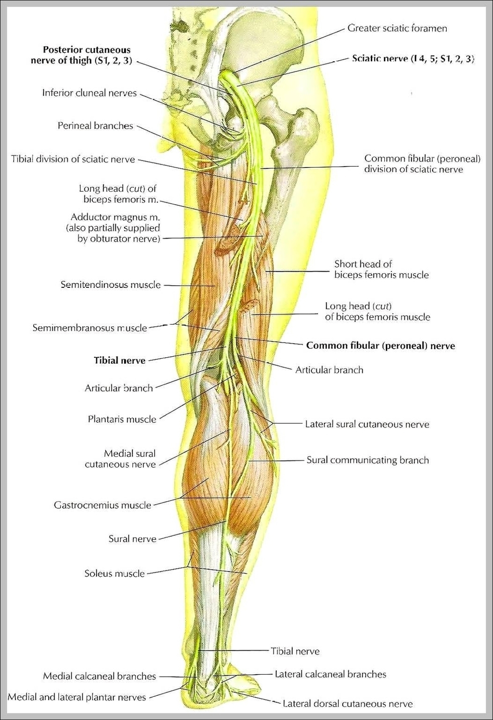Sciatic Nerve Picture Image