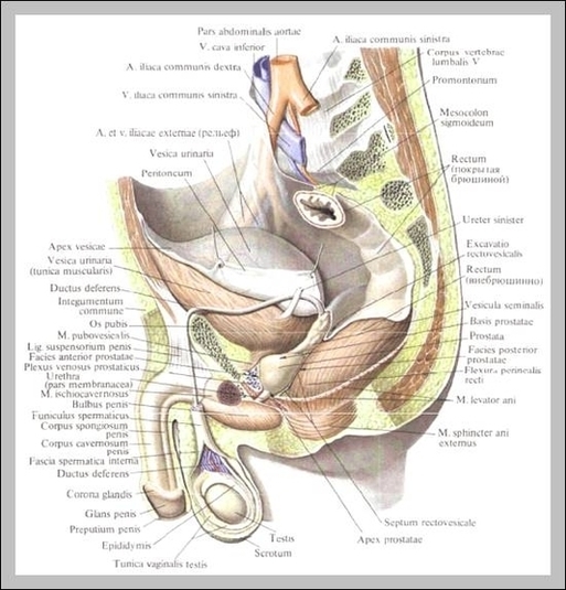 Scrotum Anatomy Image