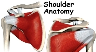 Shoulder Anatomy Intro Image