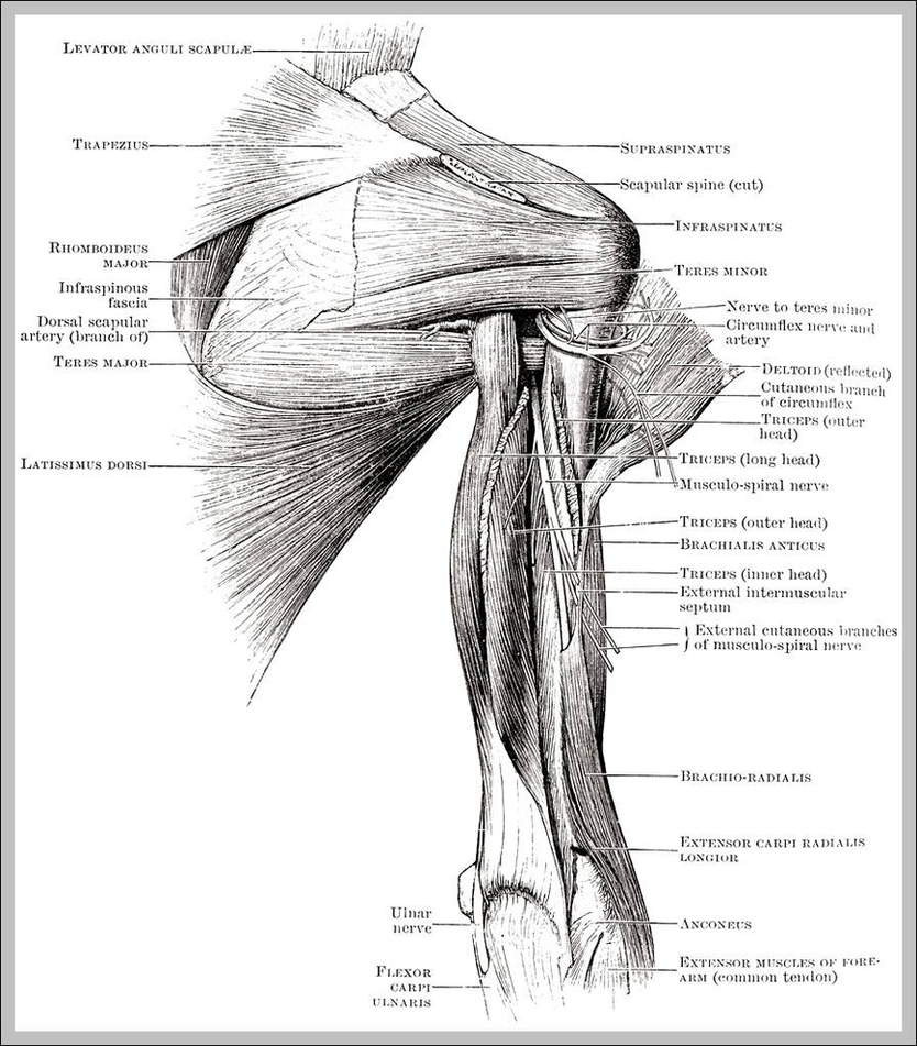 Shoulder Anatomy Muscles Diagram Image