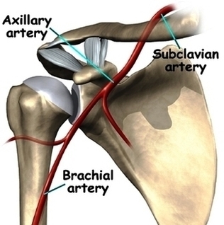 Shoulder Anatomy Vessels Image