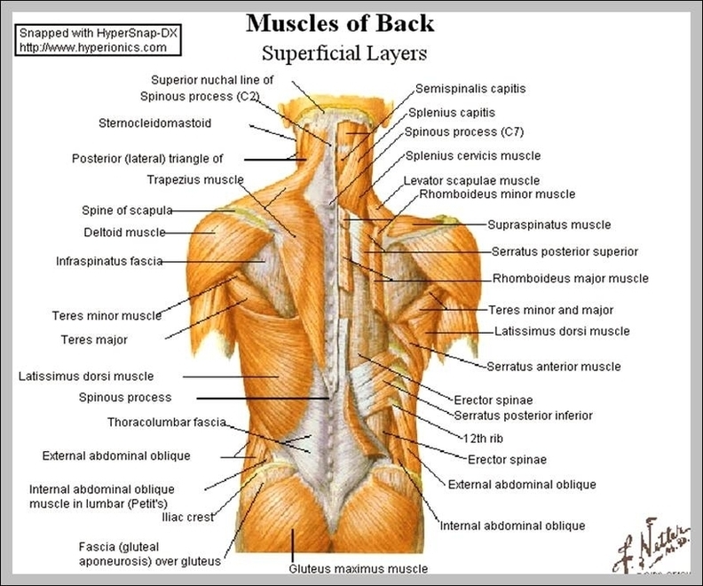 Shoulder Back Muscles Image