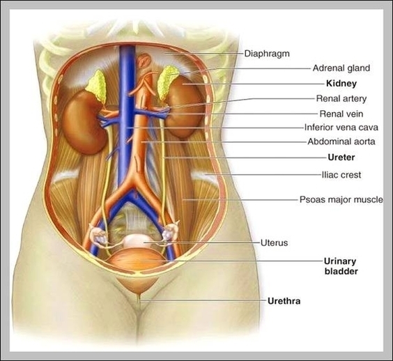 Shoulder Muscle Chart Image