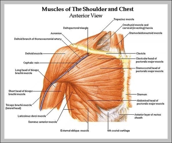 Shoulder Muscles Anatomy Diagram Image