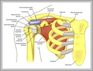 Shoulder Skeletal Anatomy Image - Graph Diagram