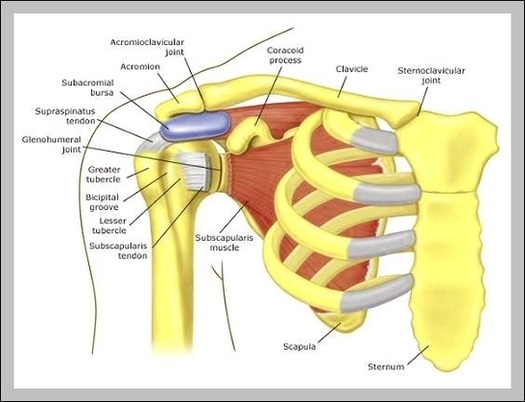 Shoulder Skeletal Anatomy Image