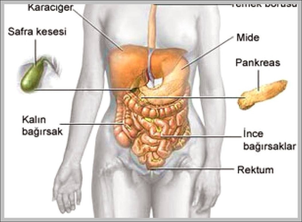 Show Body Organs Image