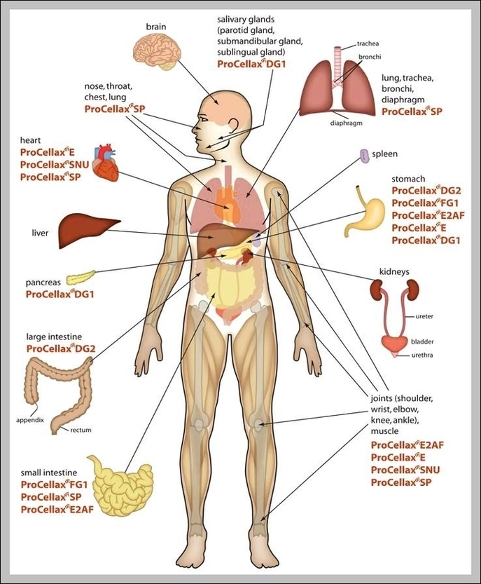 Simple Human Body Diagram Image