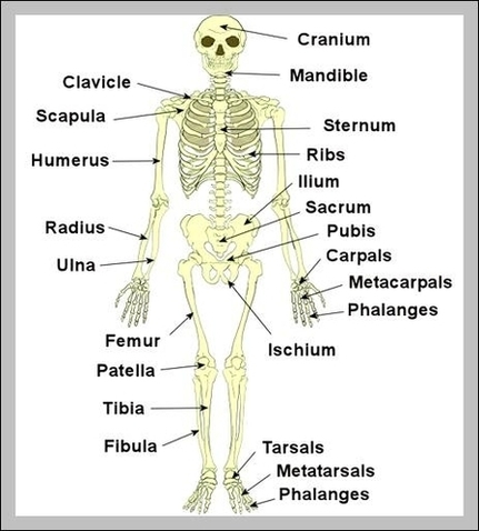 Skeletal System Facts Image