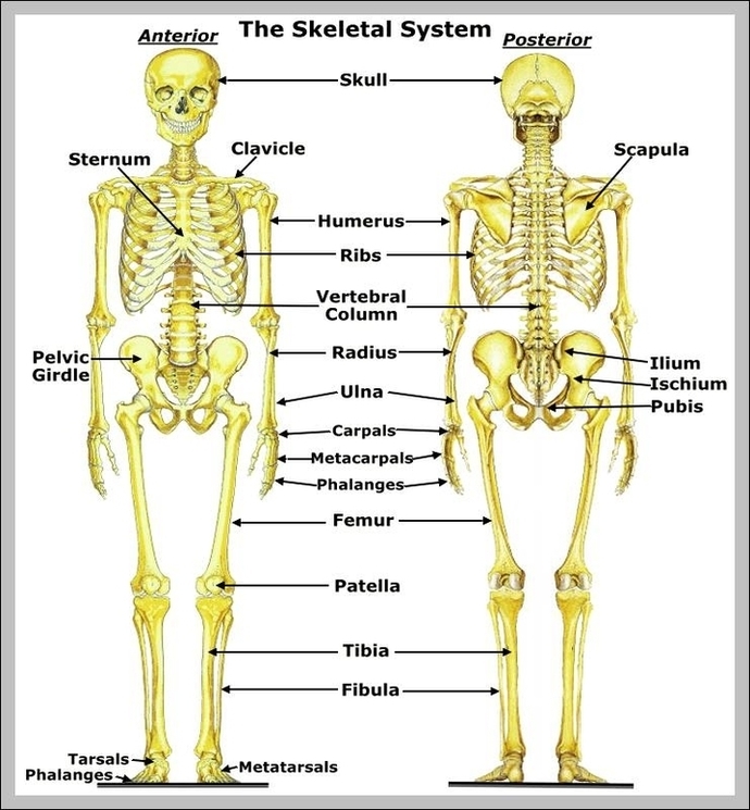 Skeletal System Images Image