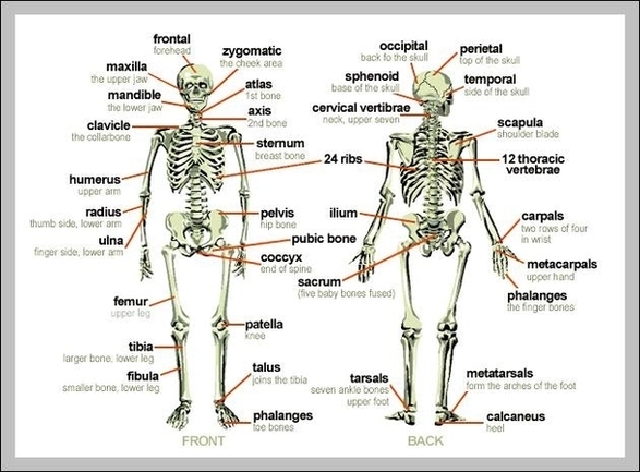 Skeleton Of Human Body Labeled Image