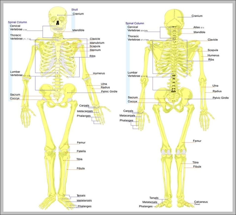 Skeleton Of The Body Image