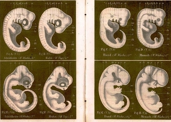 Species Fetus Image