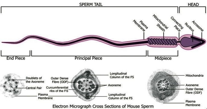 Sperm Image