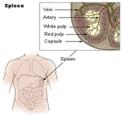 Spleen Diagram Image