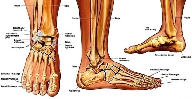 Sprained Ankle Anatomy Image