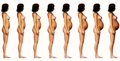 Stages Of Pregnancy Week By Week Image