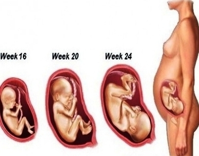 Stages Pregnancy Image