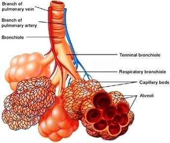 Steroids To Minimize Asthma Attack Relapses Photos Image