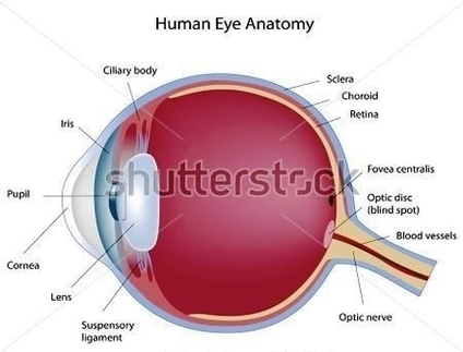 Stock Anatomy Human Eye Image