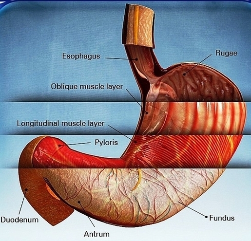 Stomach Anatomy Ae Ba Ecfdalarge Image