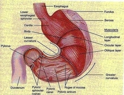 Stomach Anatomy Image
