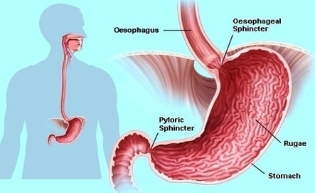Stomach Chart Image